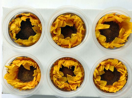 kopen Eeuwige zonnebloem Eeuwige bloem Zonnebloem Geschenkdoos Glaskoepel Boeket Bloemenmaterialen Bewaarde bloemen Zonnebloem Groothandel online vervaardiging