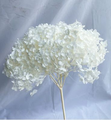 Goede prijs. Anna Hortensia Geconserveerde Bloem Gedroogde Bloem Kunstmatige Hortensia Woondecoratie DIY Knutselmateriaal Groothandel Enkele Hortensia online